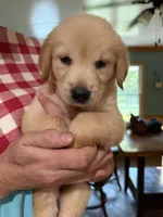 Patty, a female Golden Retriever for sale in La Plata, MD – 4 of 5