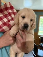 Patty, a female Golden Retriever for sale in La Plata, MD – 2 of 5