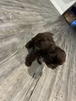 Big Daddy, a male Shih Tzu for sale in Denham Springs, LA – 8 of 10