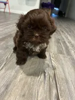 Big Daddy, a male Shih Tzu for sale in Denham Springs, LA – 3 of 10