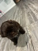 Big Daddy, a male Shih Tzu for sale in Denham Springs, LA – 7 of 10