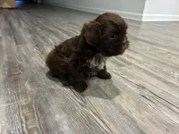 Big Daddy, a male Shih Tzu for sale in Denham Springs, LA – 4 of 10