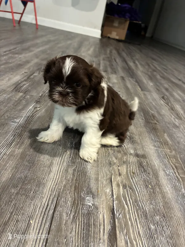 Mila – Shih Tzu puppy for sale in Denham Springs, LA