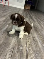 Mila, a female Shih Tzu for sale in Denham Springs, LA – 1 of 3