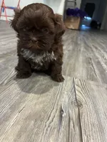 Big Daddy, a male Shih Tzu for sale in Denham Springs, LA – 2 of 10