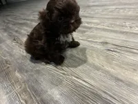 Big Daddy, a male Shih Tzu for sale in Denham Springs, LA – 9 of 10