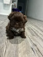 Big Daddy, a male Shih Tzu for sale in Denham Springs, LA – 6 of 10