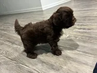 Big Daddy, a male Shih Tzu for sale in Denham Springs, LA – 10 of 10