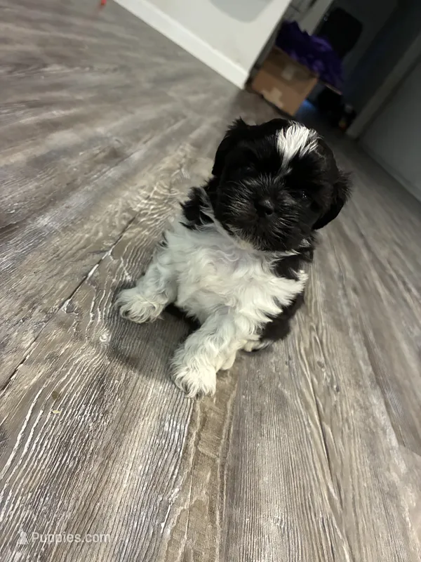 Milo Jr – Shih Tzu puppy for sale in Denham Springs, LA