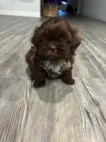 Big Daddy, a male Shih Tzu for sale in Denham Springs, LA – 5 of 10