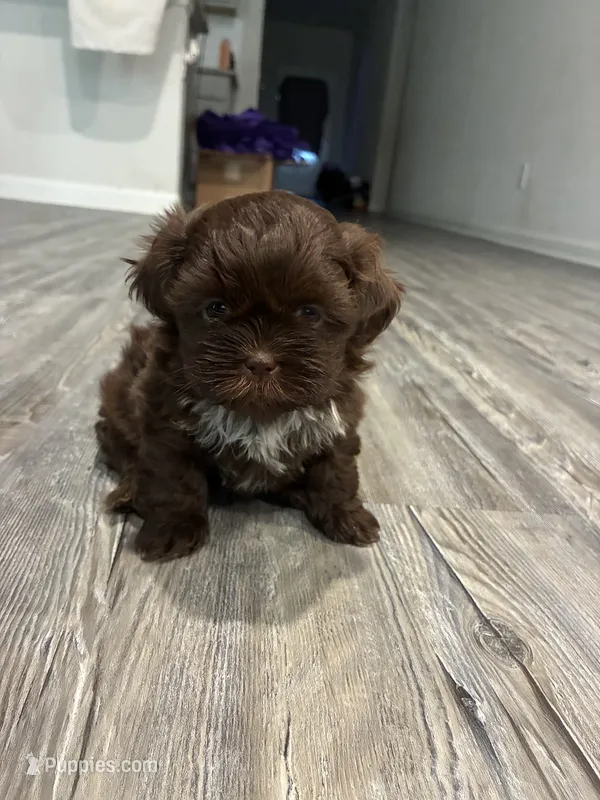Big Daddy – Shih Tzu puppy for sale in Denham Springs, LA