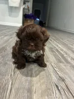 Big Daddy, a male Shih Tzu for sale in Denham Springs, LA – 1 of 10
