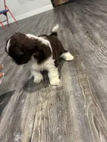 Mila, a female Shih Tzu for sale in Denham Springs, LA – 2 of 3