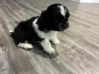 Milo Jr, a male Shih Tzu for sale in Denham Springs, LA – 3 of 3
