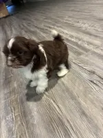Mila, a female Shih Tzu for sale in Denham Springs, LA – 3 of 3