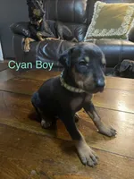 Cyan collar , a male Doberman Pinscher for sale in High Ridge, MO – 2 of 4