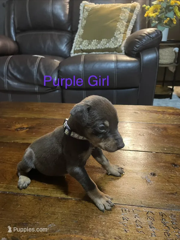 Purple collar  – Doberman Pinscher puppy for sale in High Ridge, MO