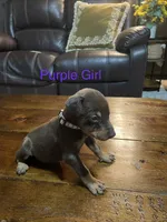 Purple collar , a female Doberman Pinscher for sale in High Ridge, MO – 1 of 4