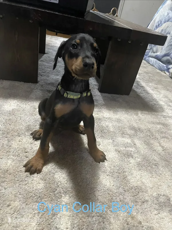 Cyan collar  – Doberman Pinscher puppy for sale in High Ridge, MO