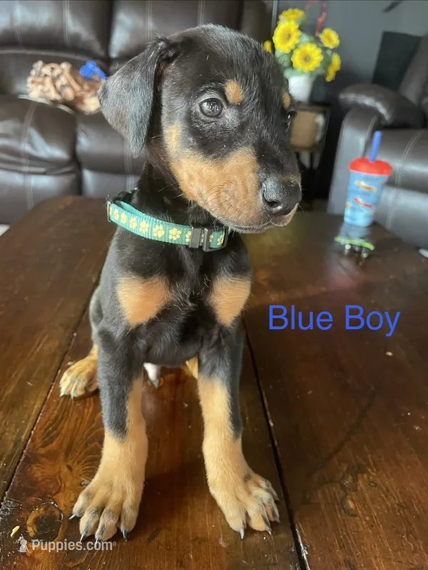 Blue collar – Doberman Pinscher puppy for sale in High Ridge, MO