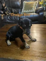 Orange collar , a male Doberman Pinscher for sale in High Ridge, MO – 2 of 4