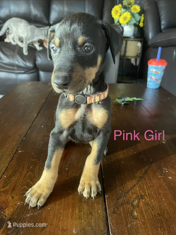 Pink collar  – Doberman Pinscher puppy for sale in High Ridge, MO