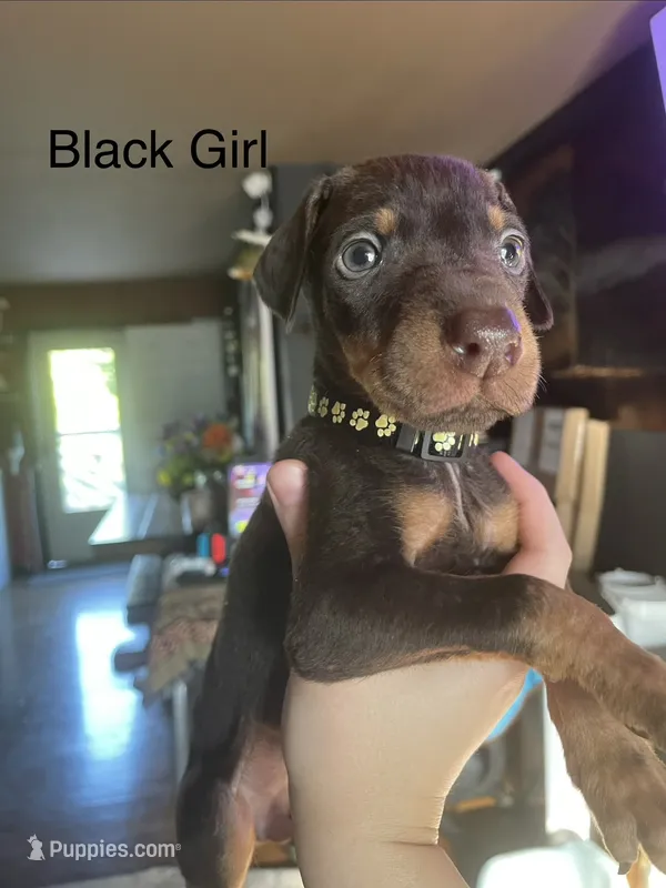 Black collar  – Doberman Pinscher puppy for sale in High Ridge, MO