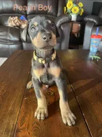 Peach collar , a male Doberman Pinscher for sale in High Ridge, MO – 2 of 4