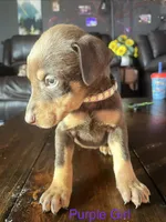 Purple collar , a female Doberman Pinscher for sale in High Ridge, MO – 2 of 4