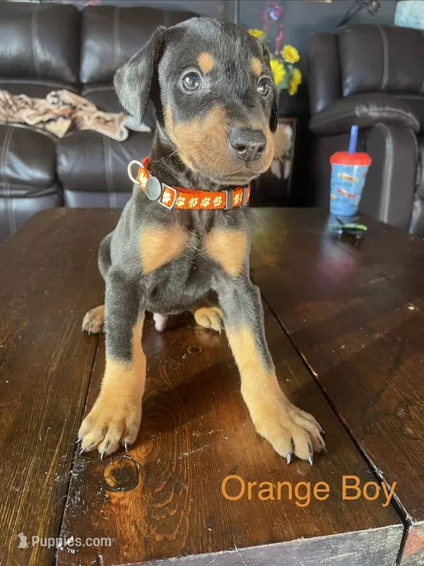 Orange collar  – Doberman Pinscher puppy for sale in High Ridge, MO