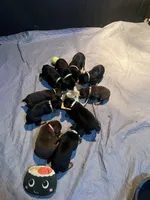Peach collar , a male Doberman Pinscher for sale in High Ridge, MO – 3 of 4