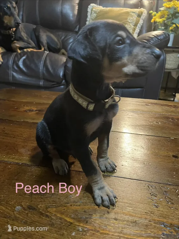 Peach collar  – Doberman Pinscher puppy for sale in High Ridge, MO