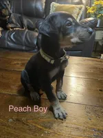 Peach collar , a male Doberman Pinscher for sale in High Ridge, MO – 1 of 4
