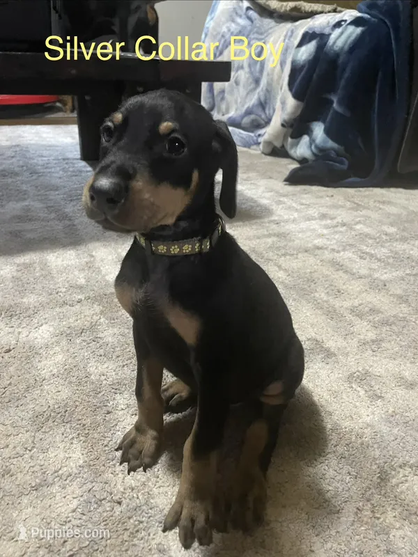 Silver collar  – Doberman Pinscher puppy for sale in High Ridge, MO