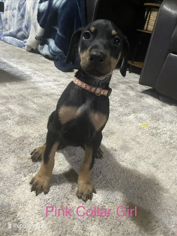 Pink collar  – Doberman Pinscher puppy for sale in High Ridge, MO