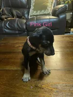 Pink collar , a female Doberman Pinscher for sale in High Ridge, MO – 2 of 4