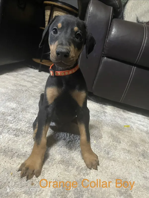 Orange collar  – Doberman Pinscher puppy for sale in High Ridge, MO