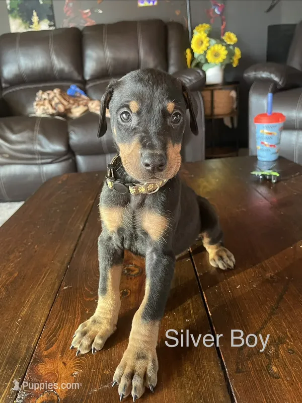 Silver collar  – Doberman Pinscher puppy for sale in High Ridge, MO