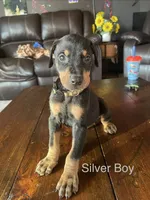 Silver collar , a male Doberman Pinscher for sale in High Ridge, MO – 1 of 4