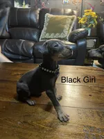 Black collar , a female Doberman Pinscher for sale in High Ridge, MO – 2 of 4