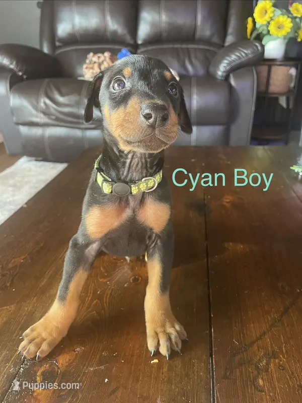 Cyan collar  – Doberman Pinscher puppy for sale in High Ridge, MO