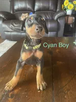 Cyan collar , a male Doberman Pinscher for sale in High Ridge, MO – 1 of 4