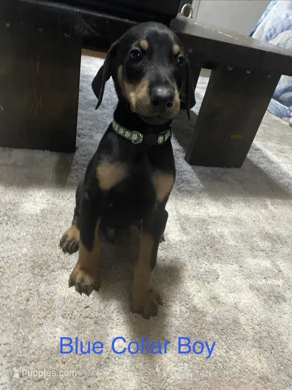 Blue collar – Doberman Pinscher puppy for sale in High Ridge, MO