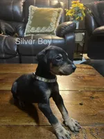 Silver collar , a male Doberman Pinscher for sale in High Ridge, MO – 2 of 4