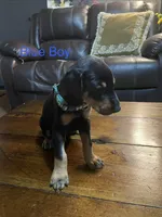 Blue collar, a male Doberman Pinscher for sale in High Ridge, MO – 2 of 4