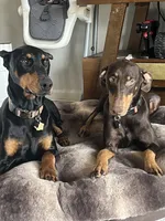 Purple collar , a female Doberman Pinscher for sale in High Ridge, MO – 3 of 4