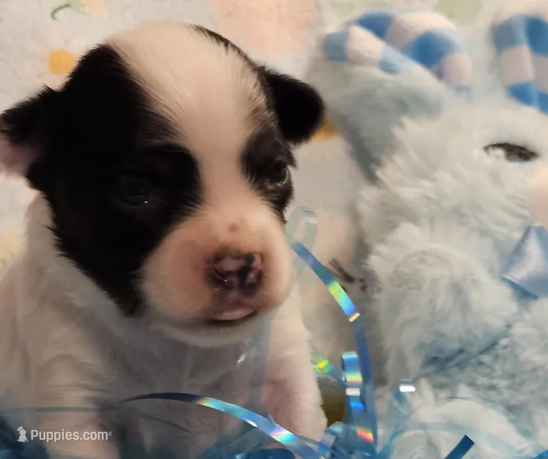 Blaze – Papillon puppy for sale in Fulton, MO