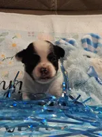 Blaze, a male Papillon for sale in Fulton, MO – Photo 3 of 3