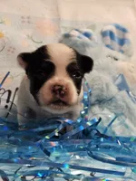 Blaze, a male Papillon for sale in Fulton, MO – Photo 2 of 3