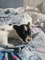 Silly Girl , a female Papillon for sale in Fulton, MO – 3 of 4